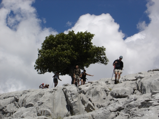 árbol característico cercano a la cumbre