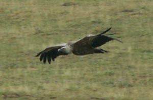 Buitre leonado alzando el vuelo cerca de ordesa