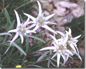 edelweiss - flor de nieve - ordesa
