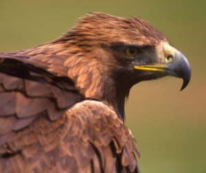Aguila real