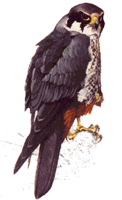 Alcotán