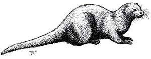 Nutria