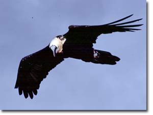 Quebrantahuesos en pleno vuelo