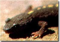 anfibios en ordesa anfibios en ordesa