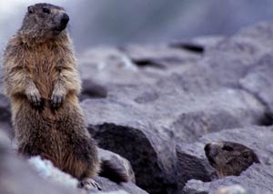 Marmotas en Ordesa
