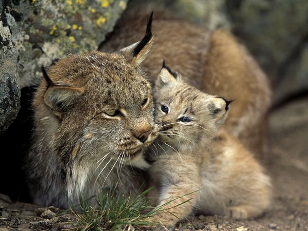 lince boreal