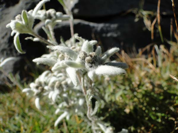 flor de nieve - ordesa flor de nieve - ordesa