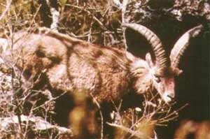 Bucardo en Ordesa